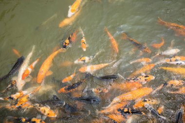 Turuncu, beyaz, siyah ve sarı koi balıklarıyla dolu canlı bir gölet dinamik ve kültürel açıdan zengin bir manzara yaratıyor..