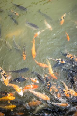 Göldeki bir grup koi balığı, hafif bulanık suda canlı renkler ve desenler göstererek güzellik ve sükuneti sembolize ediyor..