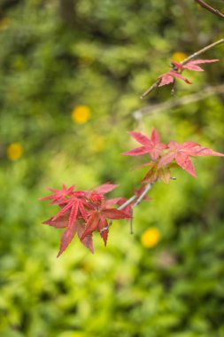 Kırmızı akçaağaç yapraklarını, bulanık yeşil arkaplana karşı yakın plan, renk karşıtlığını ve yaprak detaylarını vurguluyor.