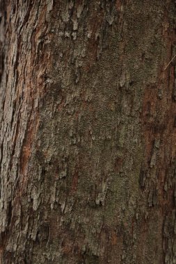 Kaba desenli, dikey çıkıntılı, olgun ağaç kabuğunun yakın çekimi, kahverengi ve gri renkli pullar, yaşlanma ve yıpranma belirtileri gösteriyor..