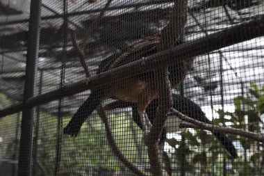 Tüylü iki kuş, yeşil yapraklarla çevrili metal bir ağ kaplamasının içindeki dallara tünemiş..