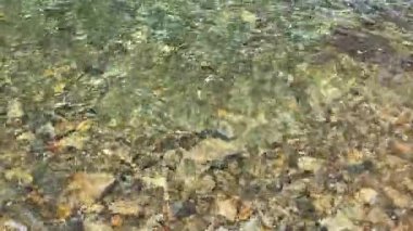 Köpüklü sular, güneşli, sakin bir yüzme alanında renkli taşlar ve eğlenceli balıklar ortaya çıkarıyor.