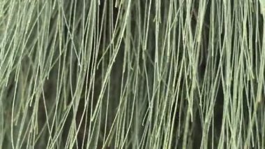 Güneşli bir öğleden sonra canlı bir ormanda yemyeşil yaprakların dokularını ve desenlerini keşfediyorum.