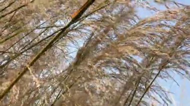 Hafif meltemler, mavi gökyüzünün altında, sakin bir açık hava cennetinde altın otların arasında dans eder.