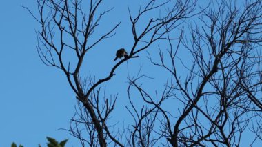Kış dallarındaki kuşlar, sakin bir anda berrak gökyüzüne karşı güzelliklerini sergilerler.