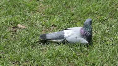 Güneşli bir parkı keşfeden güvercinler canlı yeşil çimenlerin arasında zarif bir şekilde hareket ediyor zarif danslarını ve neşeli doğalarını sergiliyorlar.