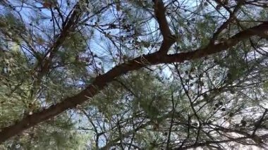 Dallar, parlak mavi gökyüzünün altında, yapraklar ve güneş ışığıyla dolu, huzurlu, doğal bir tapınakta yavaşça sallanırlar.