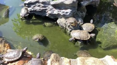 Güneşin altında güneşlenen ve sakin bir gölette yüzen kaplumbağalar pürüzsüz kayalar ve berrak suyla çevrili.
