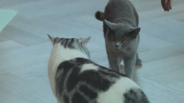 Oyuncu kediler öğle saatleri boyunca rahat bir oturma odasında keşif yapar, kovalar ve etkileşim kurarlar.