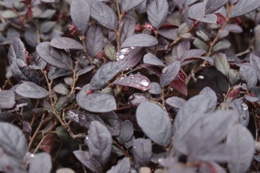 Su damlacıkları ile koyu mor ve kırmızımsı yaprakların yakın çekimi, yağmur ve çiğ sonrası doğal tazelik ve dokuyu vurguluyor..