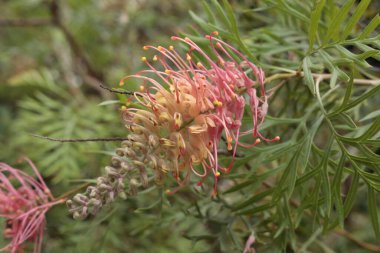 Yeşil çizgili yapraklarla çevrili canlı pembe, turuncu ve sarı şekilli, Avustralya 'ya özgü bir Grevillea çiçeğinin yakın çekimi..