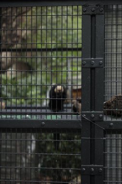 Açık yüzlü bir hayvan, dışarıdaki bir kafeste oturup esaret ve koruma temalarını anımsatıyor..