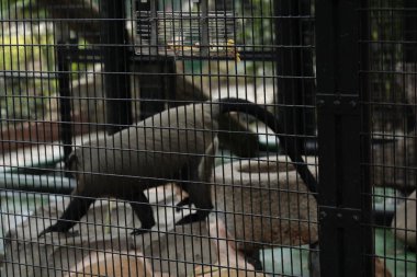 Metal bir kafesin içinde, üzerinde bir konteynır bulunan küçük bir memeli, tutsak vahşi yaşam koşullarını ön plana çıkarıyor..