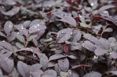 Su damlacıklarıyla kaplı koyu mor yapraklardan oluşan bir yakın çekim, tazeliği ve dokuyu vurguluyor. Parlak efekt ve zengin renkler, sağanak yağmurdan sonra canlılık ve doğal güzelliği çağrıştırıyor..