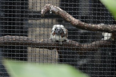 Pamuk kaplı bir tamarin, beyaz saçlarını ve küçük gövdesini sergileyen bir telin içindeki bir dala oturur..