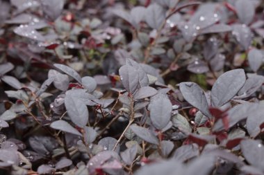 Su damlacıkları ve kırmızımsı gövdeleri olan oval şekilli mor-gri yapraklar kümesi dokulu bir doğal manzara yaratır..