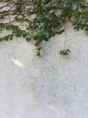 Kalp şeklinde sarmaşık yaprakları ve ince sapları yatay olarak yayılan ve aşağı sarkan sert beton bir duvar..