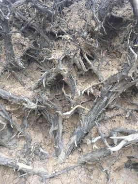 Kurumuş, çatlamış toprağa gömülmüş sık bir ağaç kökleri ağı yeraltı yapısını ve aşınmayı ortaya çıkarıyor..