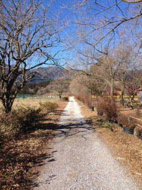Yapraksız ağaçlarla çevrili sessiz bir çakıl yolu ve kuru bitki örtüsü berrak bir gökyüzünün altındaki dağlara doğru gidiyor..