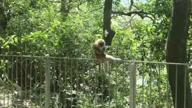 Şen şakrak maymun, parlak öğlen güneşinde yemyeşil alanda sallanıyor.