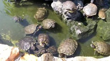 Kaplumbağalar sıcak güneşin altında sakin bir göletin etrafında toplanır ve doğada huzur verici bir manzara yaratırlar.