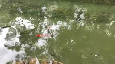 Parlak turuncu koi doğal güzelliklerle çevrili huzurlu bir bahçe ortamında zarif sularda yüzer.