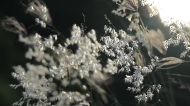 Alacakaranlıkta parlayan yabani otlar hafif esintiler ve parıldayan ışık altında dans eder.