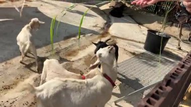 Neşeli keçiler, ellerinde taze yiyeceklerle çiftlikte güneşli bir öğleden sonranın tadını çıkarırlar.