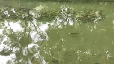 Yüzeyin altında süzülen balıklar gibi yansımalar suyun üzerinde dans eder.