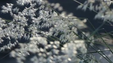 Narin beyaz otlar, sakin bir çayırda zarif bir güneş ışığında dans eder.