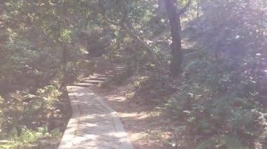 Şafak vakti bereketli yeşilliklerin arasında dolambaçlı, dingin bir orman yolunu keşfet, güzelliği ve huzurlu ortamı ortaya çıkar.