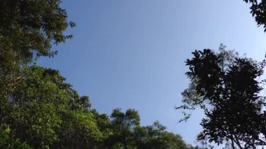 Güneşli bir günde, ormanın gölgesinde gökyüzünün barışçıl güzelliğini keşfediyorum.