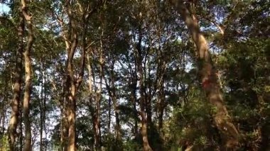 Güneşli bir günde, canlı ağaçlar ve huzurlu doğayla çevrili sakin orman patikalarını keşfedin.