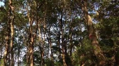 Güneşli bir öğleden sonra macerasında ormanın gizli patikalarını ve canlı doğasını keşfedin.