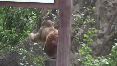 Meraklı maymunlar güneşli bir öğleden sonra canlı bir tapınakta yemyeşil yaşam alanlarını keşfederler.