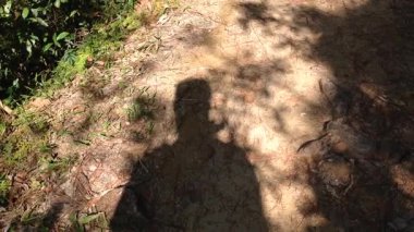 Eşsiz gölgeler ve güneş ışığı olan doğa patikalarını keşfederek sakin bir öğleden sonra yürüyüşü sırasında yerde dans ediyor.