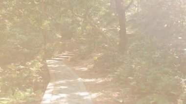 Şafak vakti çağlayan bir dereye uzanan sakin orman yolunu keşfedin. Doğada dokunulmamış güzellikte.