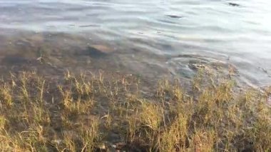 Sakin bir günbatımı saatinde, sakin bir doğal ortamda, nehir kıyısındaki altın otları nazikçe öpen dalgalar.