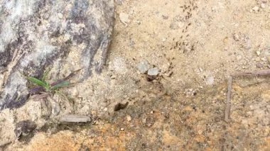 Doğa 'nın karmaşık dünyasını dokular ve renklerle dolu gizli bir arazide keşfediyorum.