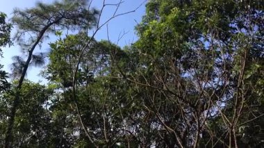 Bereketli bir ormanın canlı gölgesini keşfetmek güneşli bir öğleden sonra doğanın kalbinde güzellik.