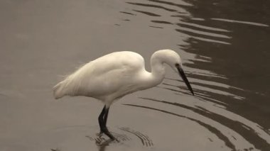 Şafakta sakin sularda yüzen zarif balıkçıl güzelliğini ve zarafetini sergiliyor.
