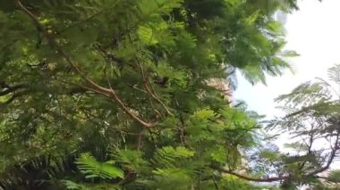 Doğayı kucaklayan güzellikler, rüzgarda usulca dans eden ağaçlar gibi.