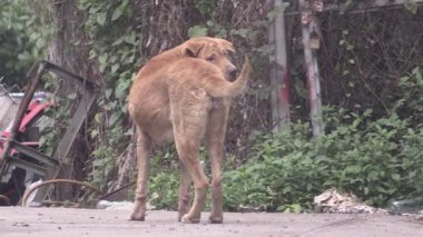 Neşeli köpekler, neşeli maskaralıkları ve büyüleyici kişilikleriyle parkta neşe yaratıyor.