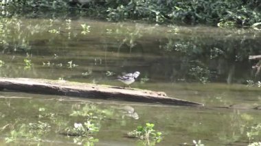 Kuşlar sakin bir nehir kıyısını keşfederken doğa sabahın erken saatlerinde uyanır.