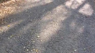 Gölgeler dolambaçlı bir yolda, sakin bir ormanda, günün altın saatlerinde dans ederken doğayı keşfeden sanat eserleri.