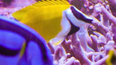 Canlı mercan resiflerini keşfeden renkli tropikal balıkların canlı sualtı dansları.