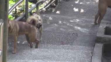 Neşeli köpekler neşeli komşuluk merdivenlerini geziyor, parlak öğleden sonra gün ışığında.