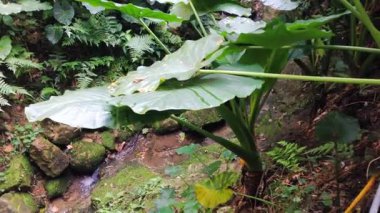 Serin bir orman vahasını keşfetmek yemyeşil ve doğal güzelliğin kalbinde akan yumuşak suyla dolu.