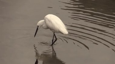 Zarif beyaz kuş huzurlu suda zarifçe yürür, doğadaki huzuru yakalar ve sessizce kucaklar.