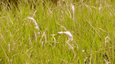 Açık arazide gün batımında altın ışıkta otların sürrealite dansı